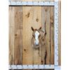 Image 1 : Baby Belgian Horse Colt Shoulder Mount Taxidermy