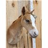 Image 2 : Baby Belgian Horse Colt Shoulder Mount Taxidermy