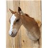 Image 3 : Baby Belgian Horse Colt Shoulder Mount Taxidermy