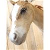 Image 4 : Baby Belgian Horse Colt Shoulder Mount Taxidermy