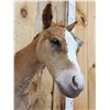 Image 5 : Baby Belgian Horse Colt Shoulder Mount Taxidermy