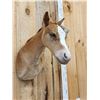 Image 6 : Baby Belgian Horse Colt Shoulder Mount Taxidermy