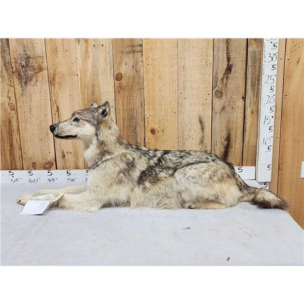 Canadian Wolf Laying Down Full Body Taxidermy Mount
