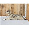 Image 1 : Canadian Wolf Laying Down Full Body Taxidermy Mount