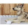 Image 2 : Canadian Wolf Laying Down Full Body Taxidermy Mount