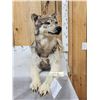 Image 3 : Canadian Wolf Laying Down Full Body Taxidermy Mount