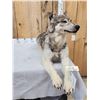 Image 4 : Canadian Wolf Laying Down Full Body Taxidermy Mount