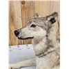 Image 5 : Canadian Wolf Laying Down Full Body Taxidermy Mount