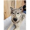 Image 6 : Canadian Wolf Laying Down Full Body Taxidermy Mount