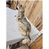 Image 7 : Canadian Wolf Laying Down Full Body Taxidermy Mount