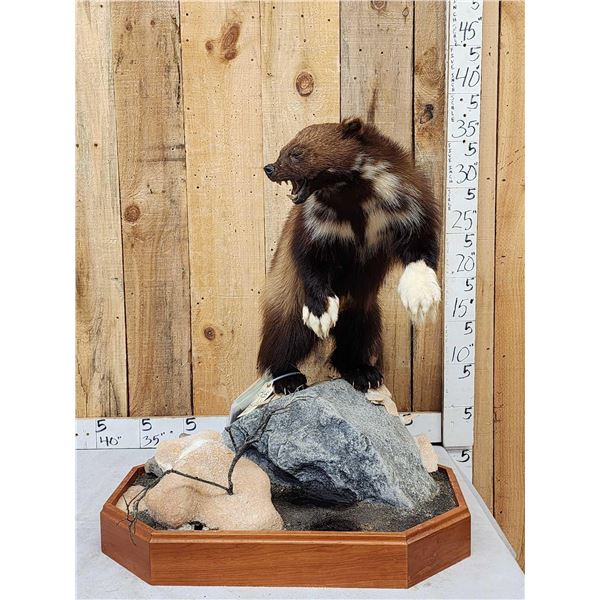 Spectacular Wolverine Full Body Taxidermy Mount