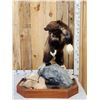 Image 1 : Spectacular Wolverine Full Body Taxidermy Mount
