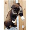 Image 2 : Spectacular Wolverine Full Body Taxidermy Mount