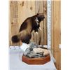 Image 3 : Spectacular Wolverine Full Body Taxidermy Mount