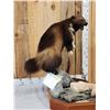 Image 4 : Spectacular Wolverine Full Body Taxidermy Mount