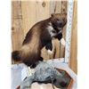 Image 5 : Spectacular Wolverine Full Body Taxidermy Mount