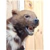 Image 6 : Spectacular Wolverine Full Body Taxidermy Mount