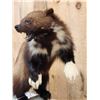 Image 7 : Spectacular Wolverine Full Body Taxidermy Mount
