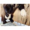 Image 8 : Spectacular Wolverine Full Body Taxidermy Mount