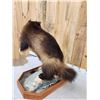 Image 9 : Spectacular Wolverine Full Body Taxidermy Mount