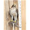 Image 10 : Rare Juvenile Asian Booted Eagle Full Body Bird Taxidermy