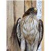 Image 11 : Rare Juvenile Asian Booted Eagle Full Body Bird Taxidermy