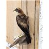 Image 12 : Rare Juvenile Asian Booted Eagle Full Body Bird Taxidermy