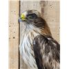 Image 13 : Rare Juvenile Asian Booted Eagle Full Body Bird Taxidermy