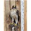 Image 14 : Rare Juvenile Asian Booted Eagle Full Body Bird Taxidermy