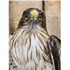 Image 15 : Rare Juvenile Asian Booted Eagle Full Body Bird Taxidermy