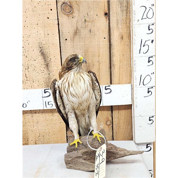 Rare Juvenile Asian Booted Eagle Full Body Bird Taxidermy