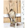 Image 1 : Rare Juvenile Asian Booted Eagle Full Body Bird Taxidermy