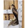 Image 2 : Rare Juvenile Asian Booted Eagle Full Body Bird Taxidermy