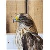 Image 3 : Rare Juvenile Asian Booted Eagle Full Body Bird Taxidermy