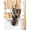 Image 4 : Rare Juvenile Asian Booted Eagle Full Body Bird Taxidermy