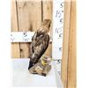Image 5 : Rare Juvenile Asian Booted Eagle Full Body Bird Taxidermy