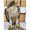 Image 6 : Rare Juvenile Asian Booted Eagle Full Body Bird Taxidermy