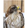 Image 7 : Rare Juvenile Asian Booted Eagle Full Body Bird Taxidermy