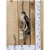 Image 8 : Rare Juvenile Asian Booted Eagle Full Body Bird Taxidermy