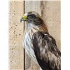 Image 9 : Rare Juvenile Asian Booted Eagle Full Body Bird Taxidermy