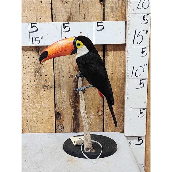 Toco Toucan Full Body Bird Taxidermy