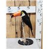 Image 1 : Toco Toucan Full Body Bird Taxidermy