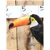 Image 2 : Toco Toucan Full Body Bird Taxidermy