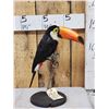 Image 4 : Toco Toucan Full Body Bird Taxidermy