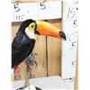 Image 5 : Toco Toucan Full Body Bird Taxidermy