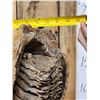Image 10 : SPECTACULAR Woolly Mammoth Lower Jaw With Molars Fossil