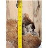 Image 12 : SPECTACULAR Woolly Mammoth Lower Jaw With Molars Fossil