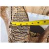 Image 13 : SPECTACULAR Woolly Mammoth Lower Jaw With Molars Fossil