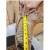 Image 15 : SPECTACULAR Woolly Mammoth Lower Jaw With Molars Fossil