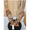 Image 17 : SPECTACULAR Woolly Mammoth Lower Jaw With Molars Fossil